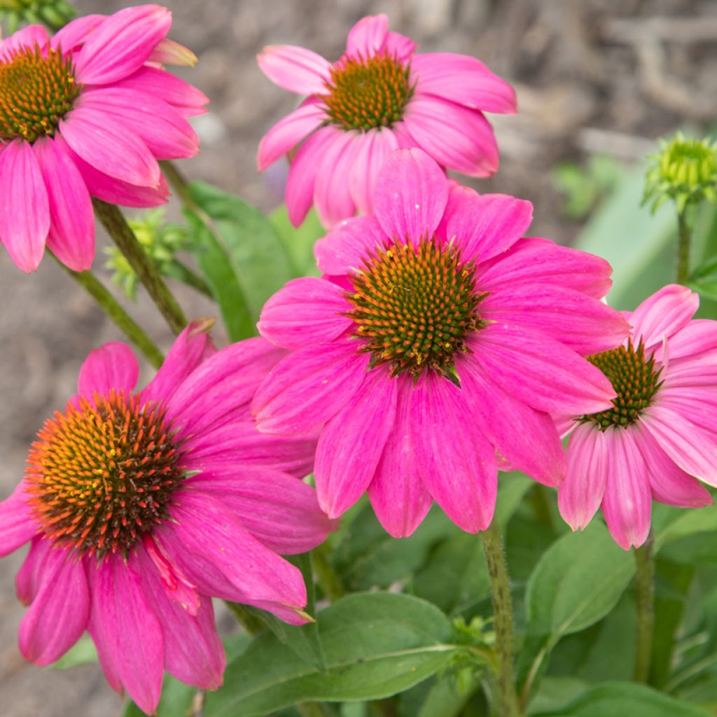 Echinacea purpurea Pow Wow Wild Berry (zaad) - Rode zonnehoed