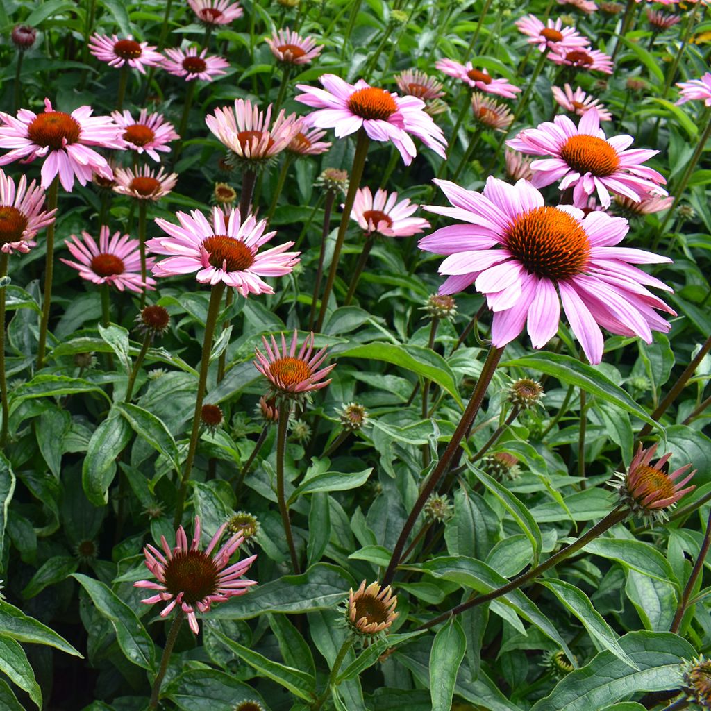 Echinacea purpurea Magnus (zaad) - Rode zonnehoed