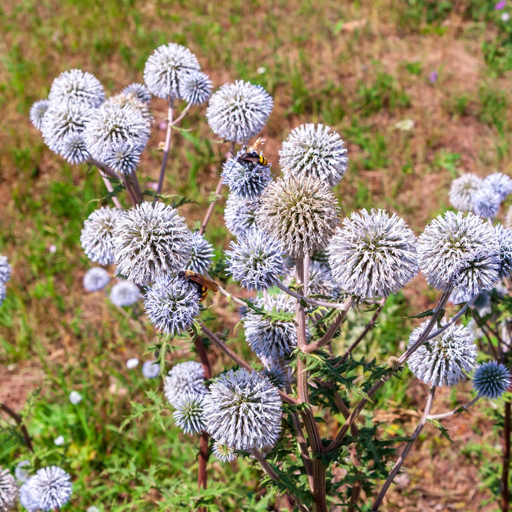 Echinops bannaticus Blue Glow (zaad) - Kogeldistel