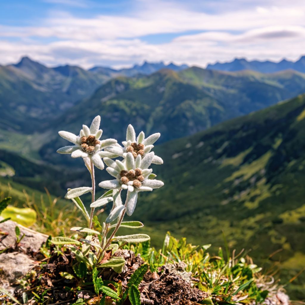 Leontopodium alpinum (zaad) - Edelweiss