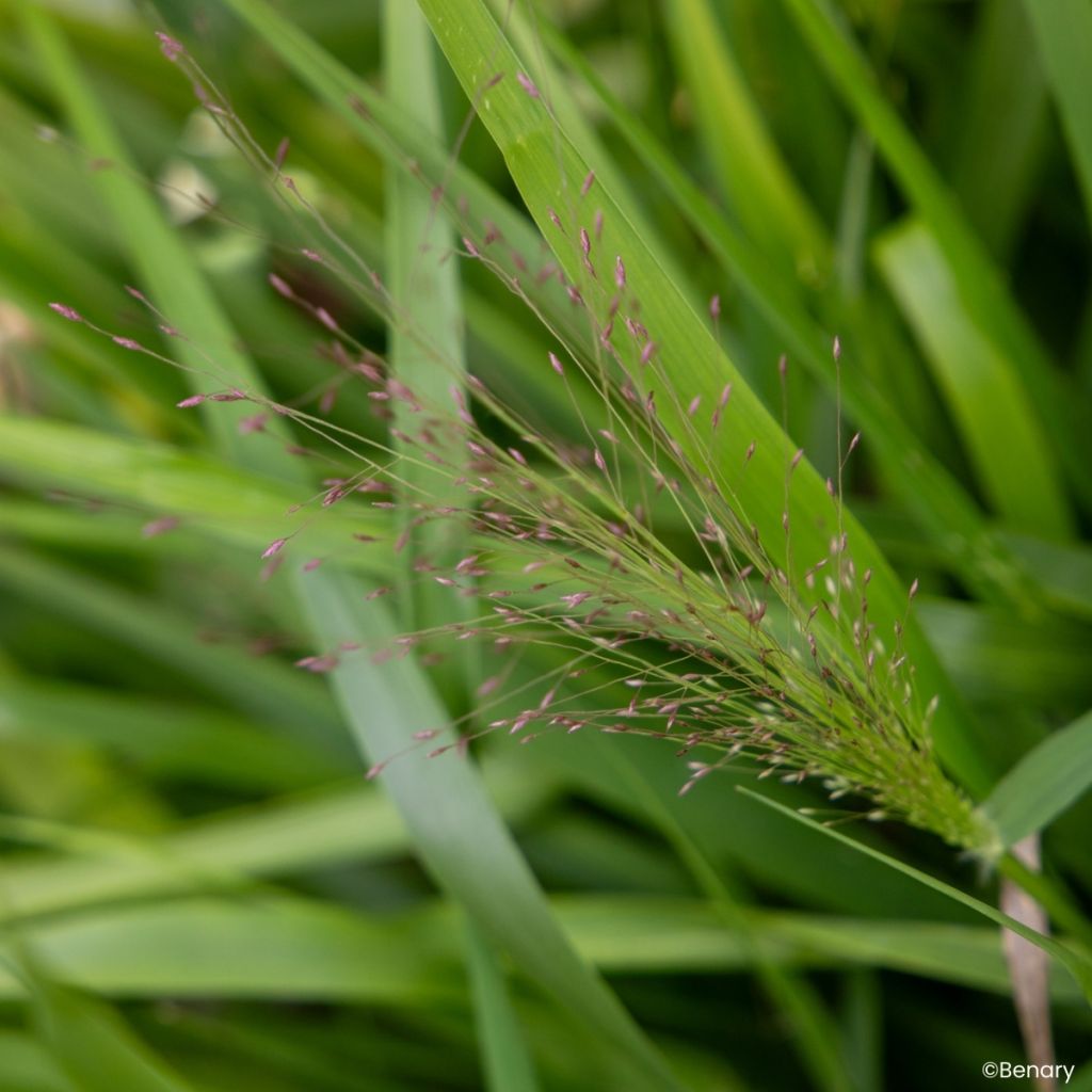 Eragrostis spectabilis Snuggy (zaad) - Liefdesgras