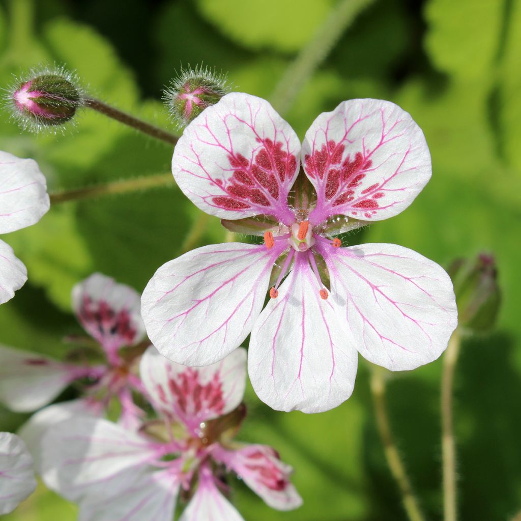 Erodium pelargoniflorum Sweetheart (zaad) - Reigersbek
