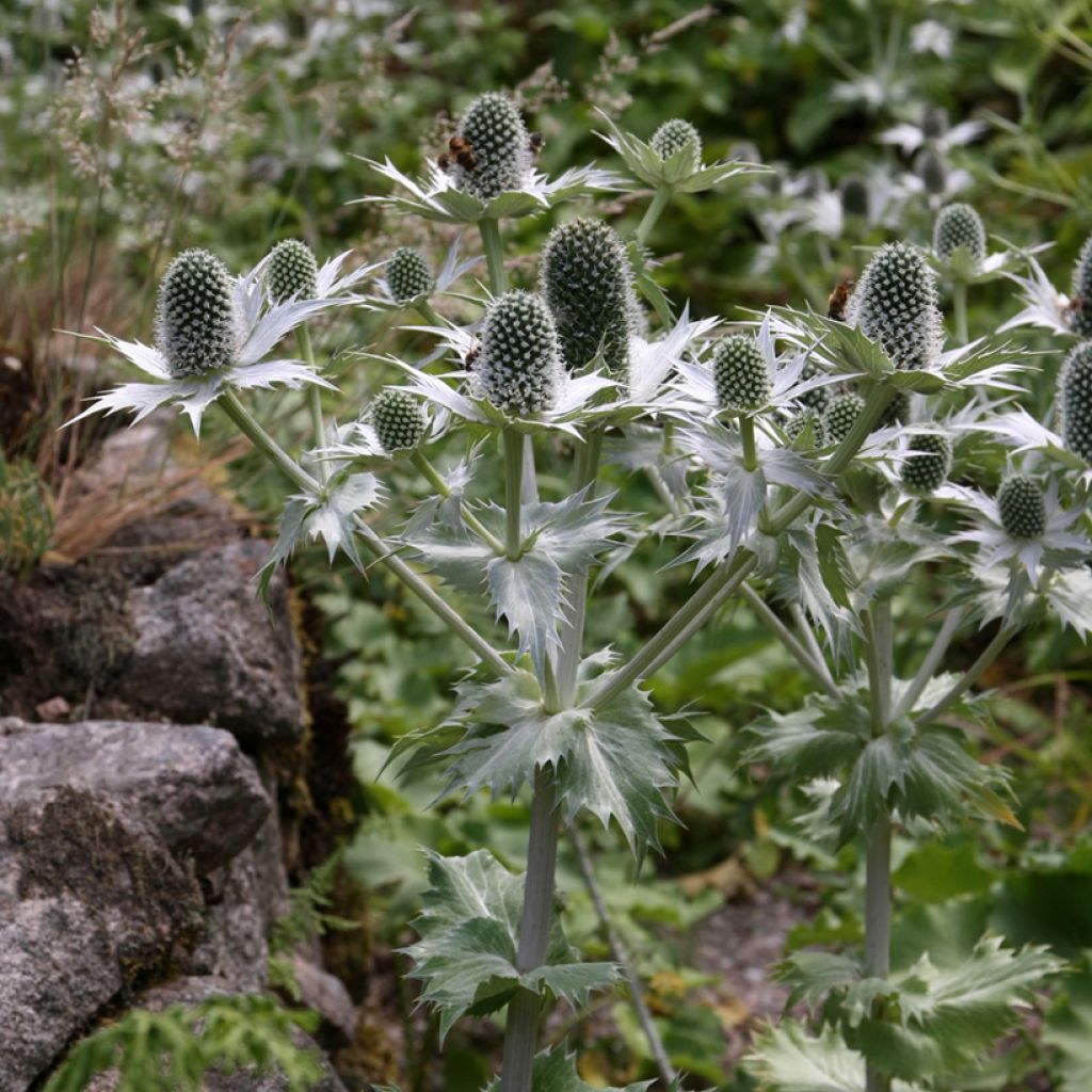 Eryngium giganteum Miss Willmotts Ghost (zaad) - Ivoordistel