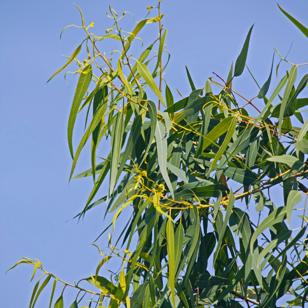 Eucalyptus citriodora Lemon Bush (zaad)