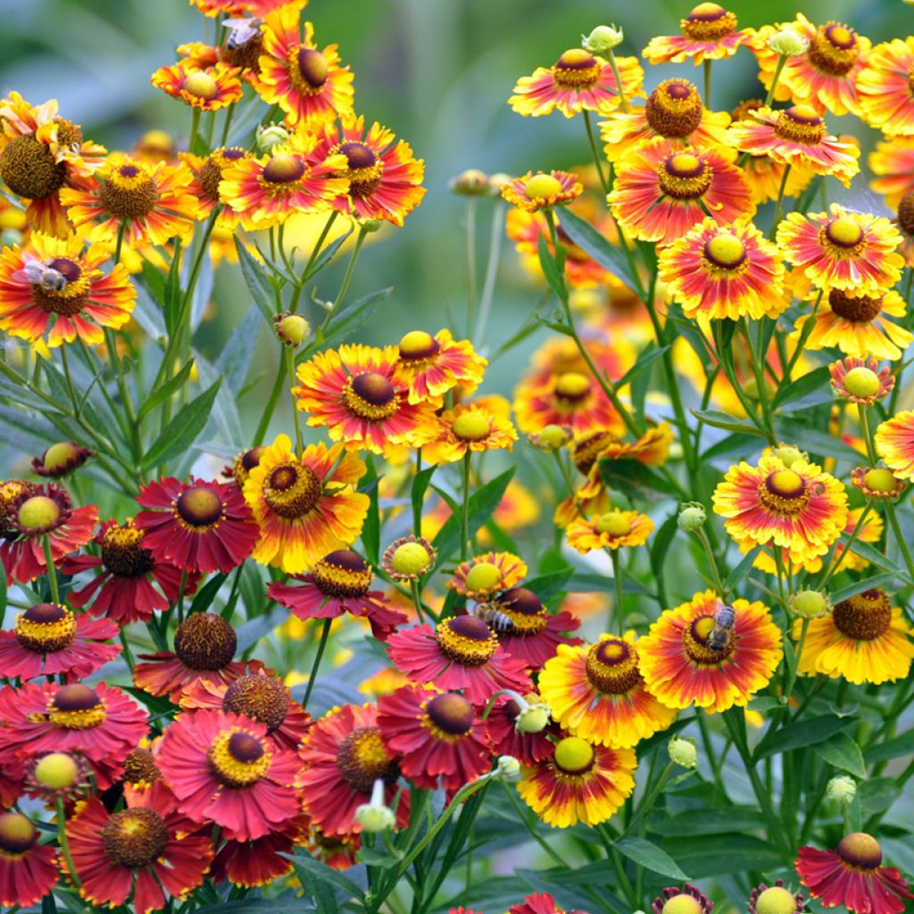Helenium autumnale Red & Gold Hybrids (zaad) - Zonnekruid