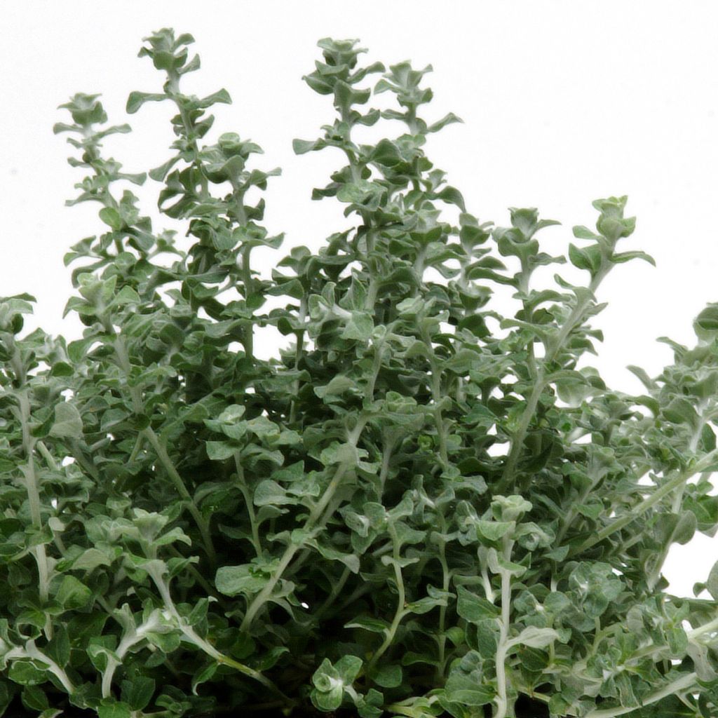 Helichrysum microphyllum Silver Mist (zaad) - Kerrieplant