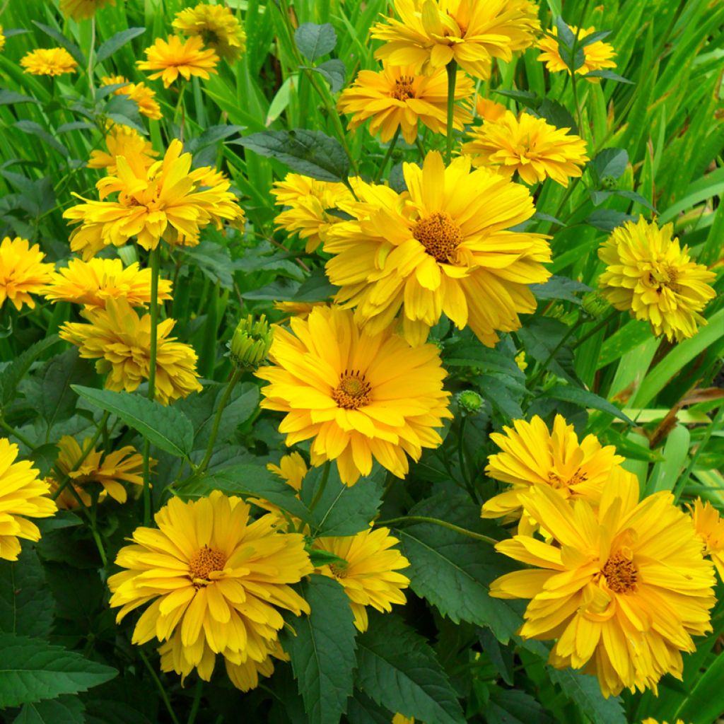 Heliopsis helianthoides var. scabra Golden Double Hybrids (zaad) - Zonneoog