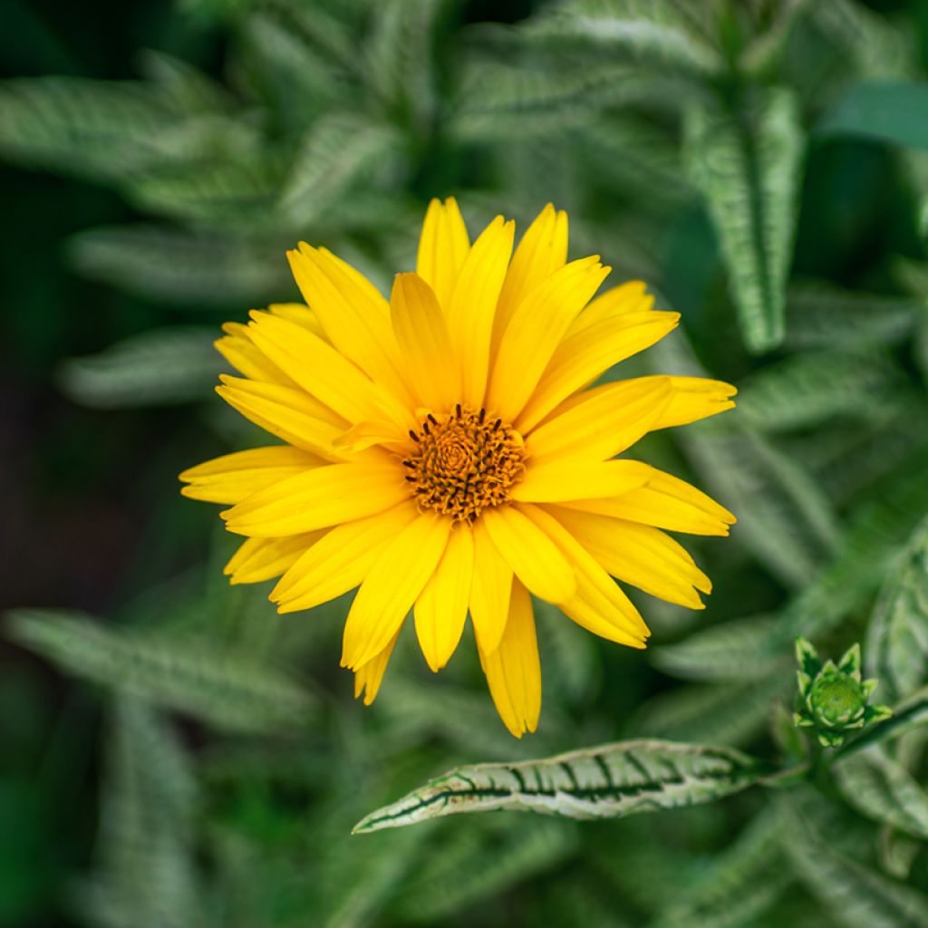 Heliopsis scabra Sunburst (zaad) - Zonneoog