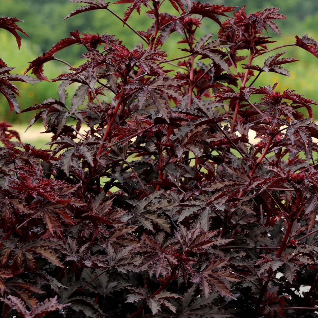 Hibiscus acetosella Mahogany Splendor (zaad)
