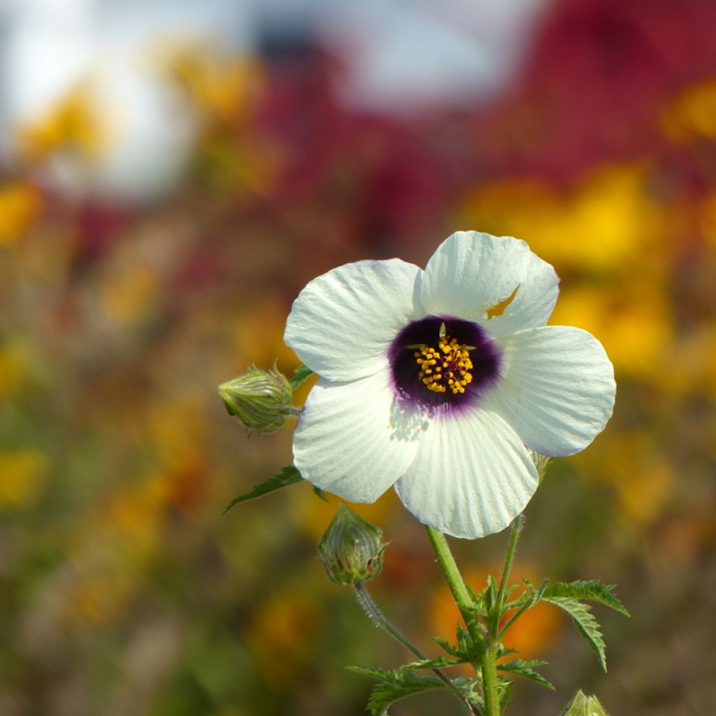 Hibiscus trionum (zaad) - Drie-urenbloem