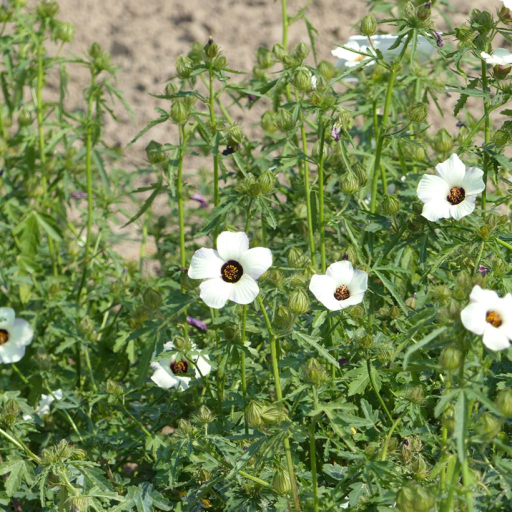 Hibiscus trionum (zaad) - Drie-urenbloem