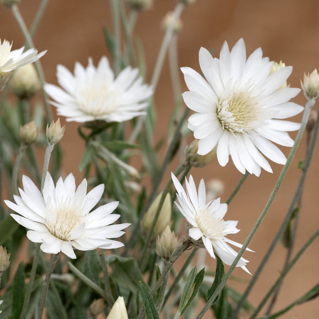 Papierbloem Superbissimum Album (zaad) - Xeranthemum annuum