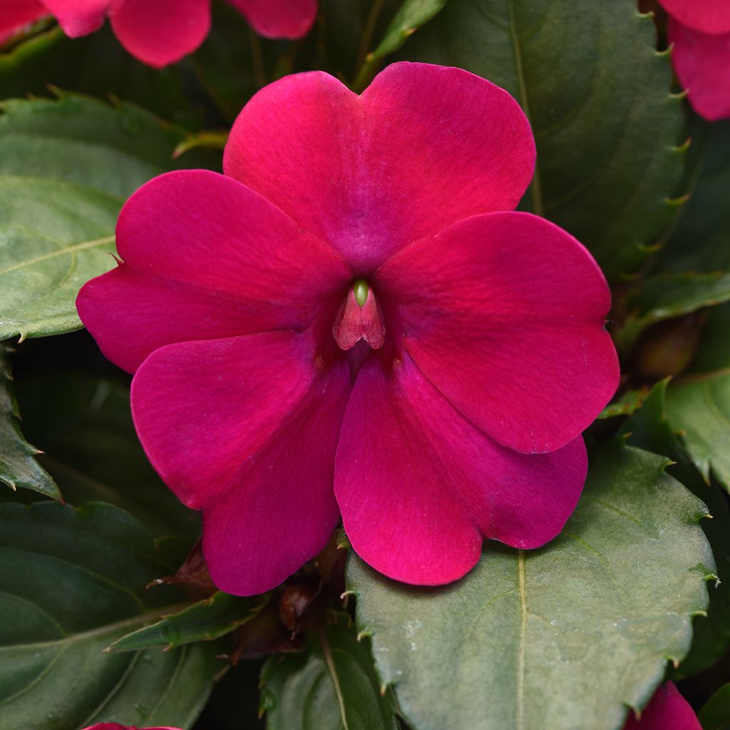 Impatiens Solarscape Magenta Bliss (zaad) - Vlijtig liesje