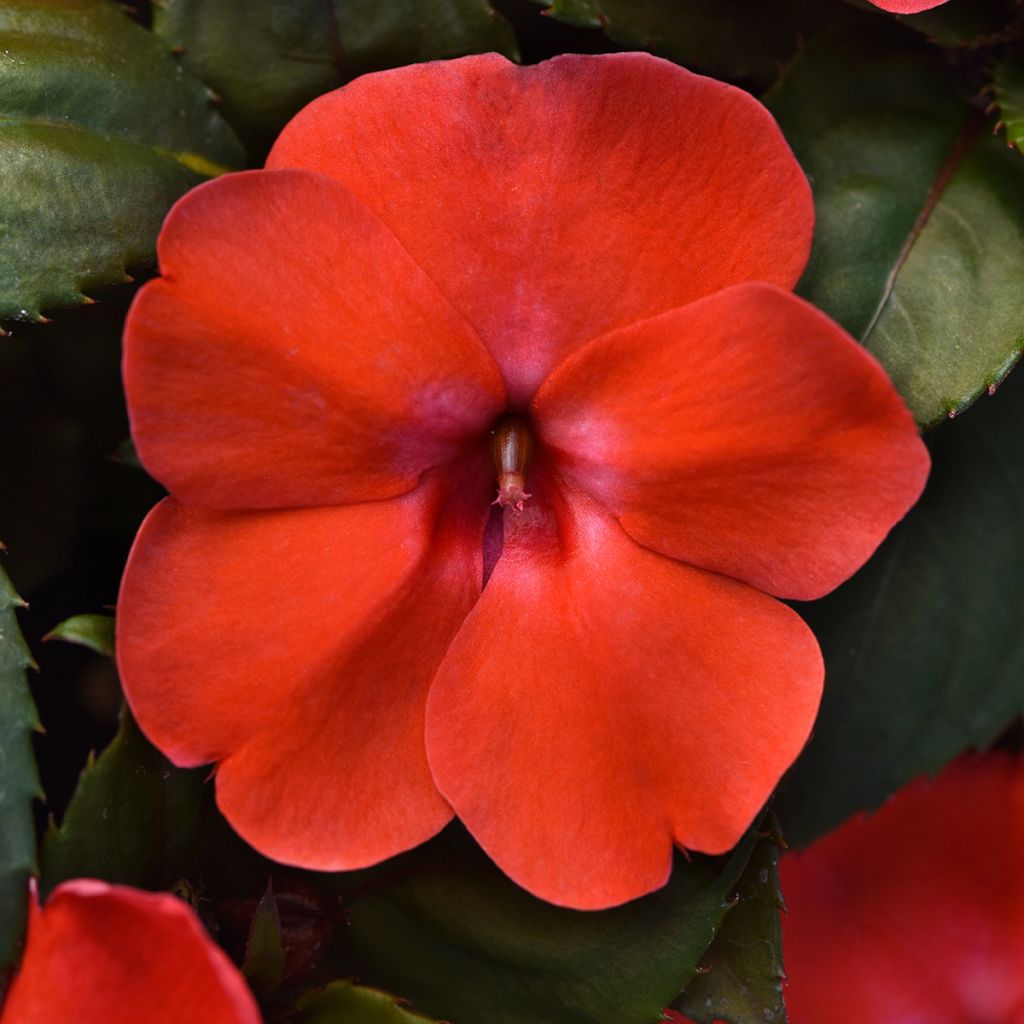 Impatiens Solarscape Orange Burst (zaad) - Vlijtig liesje
