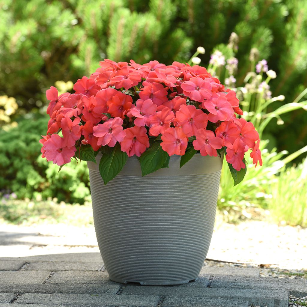 Impatiens Solarscape Salmon Punch (zaad) - Vlijtig liesje