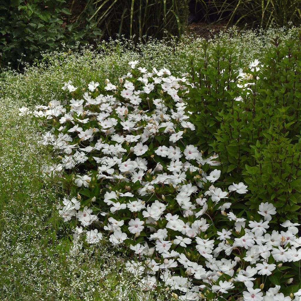 Impatiens Solarscape White Pearl (zaad) - Vlijtig liesje