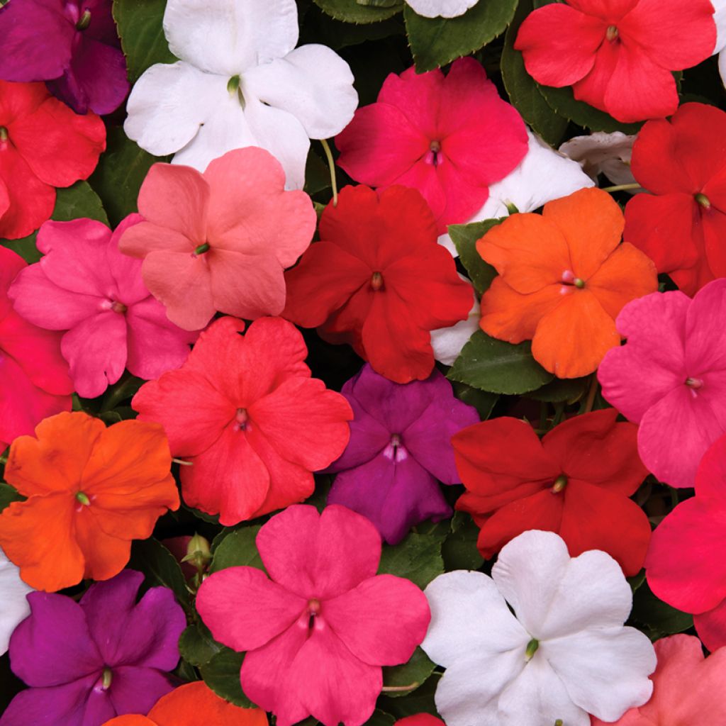 Impatiens walleriana Beacon Mix (zaad) - Vlijtig liesje