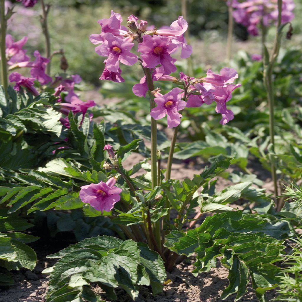 Incarvillea delavayi Deli Roze (zaad) - Trompetklokje