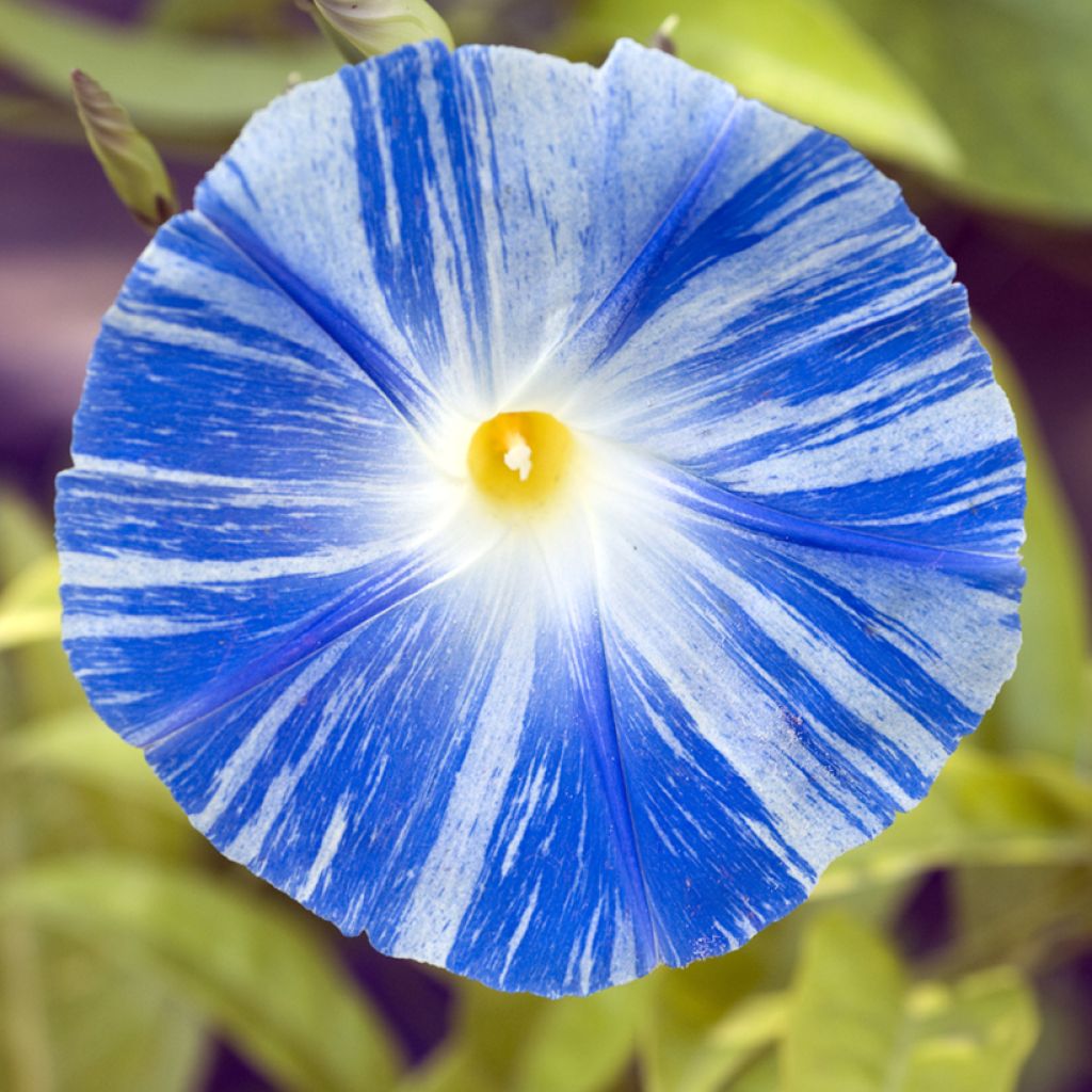 Ipomoea tricolor Flying Saucer (zaad) - Klimmende winde