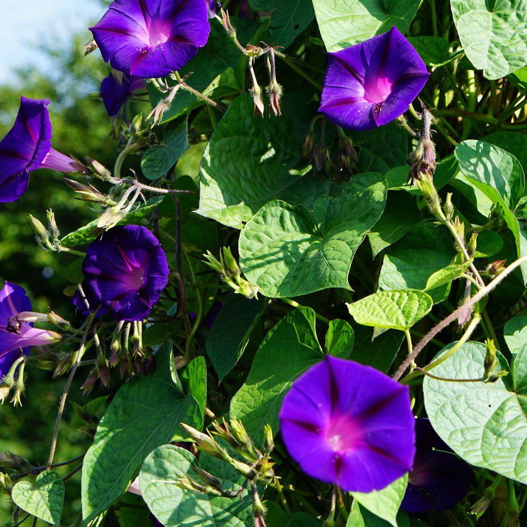 Ipomoea purpurea Grandpa Ott (zaad) - Klimmende winde