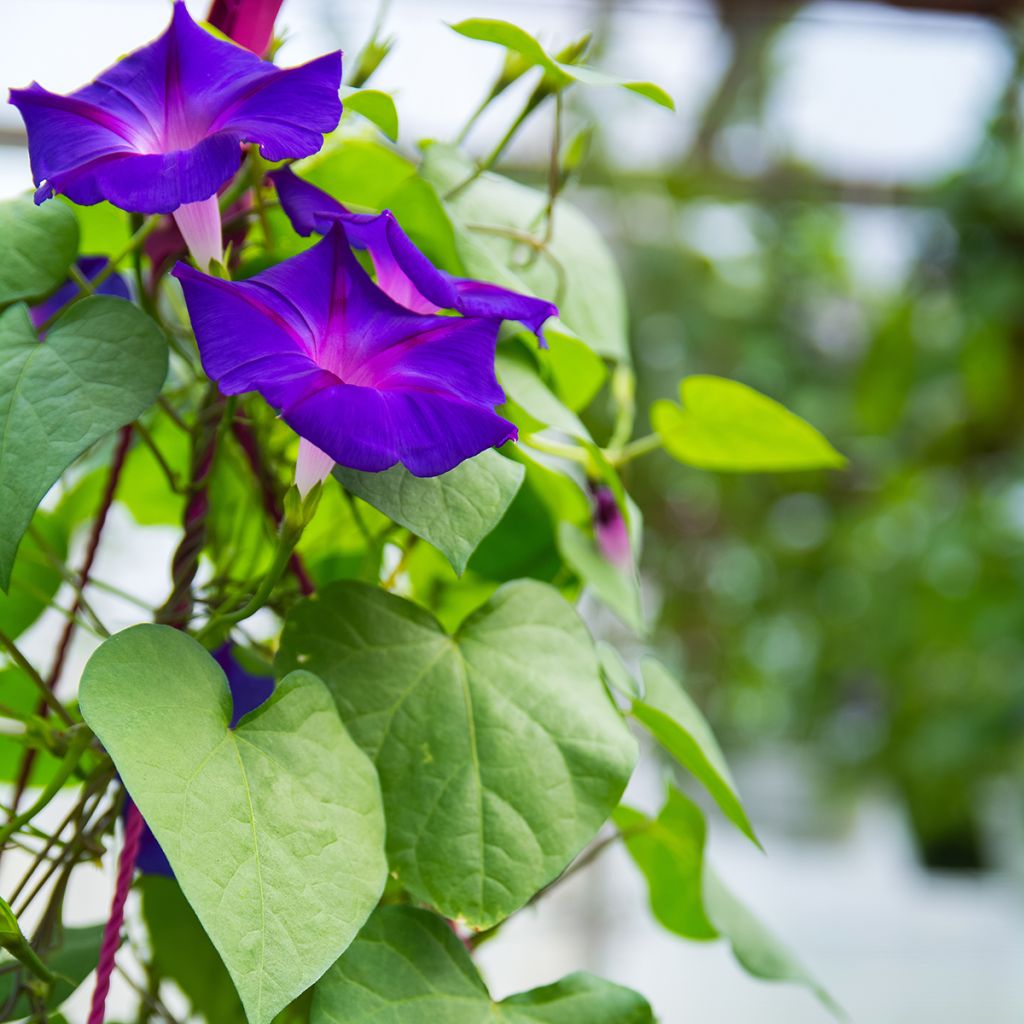 Ipomoea purpurea Grandpa Ott (zaad) - Klimmende winde