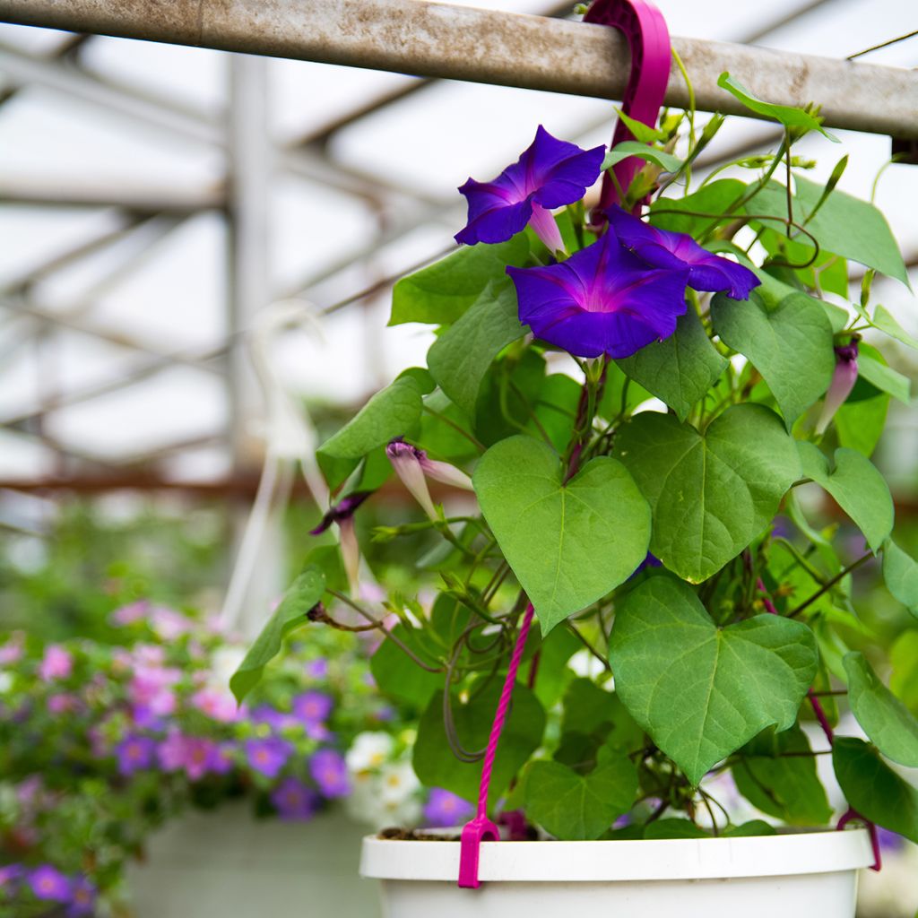 Ipomoea purpurea Grandpa Ott (zaad) - Klimmende winde