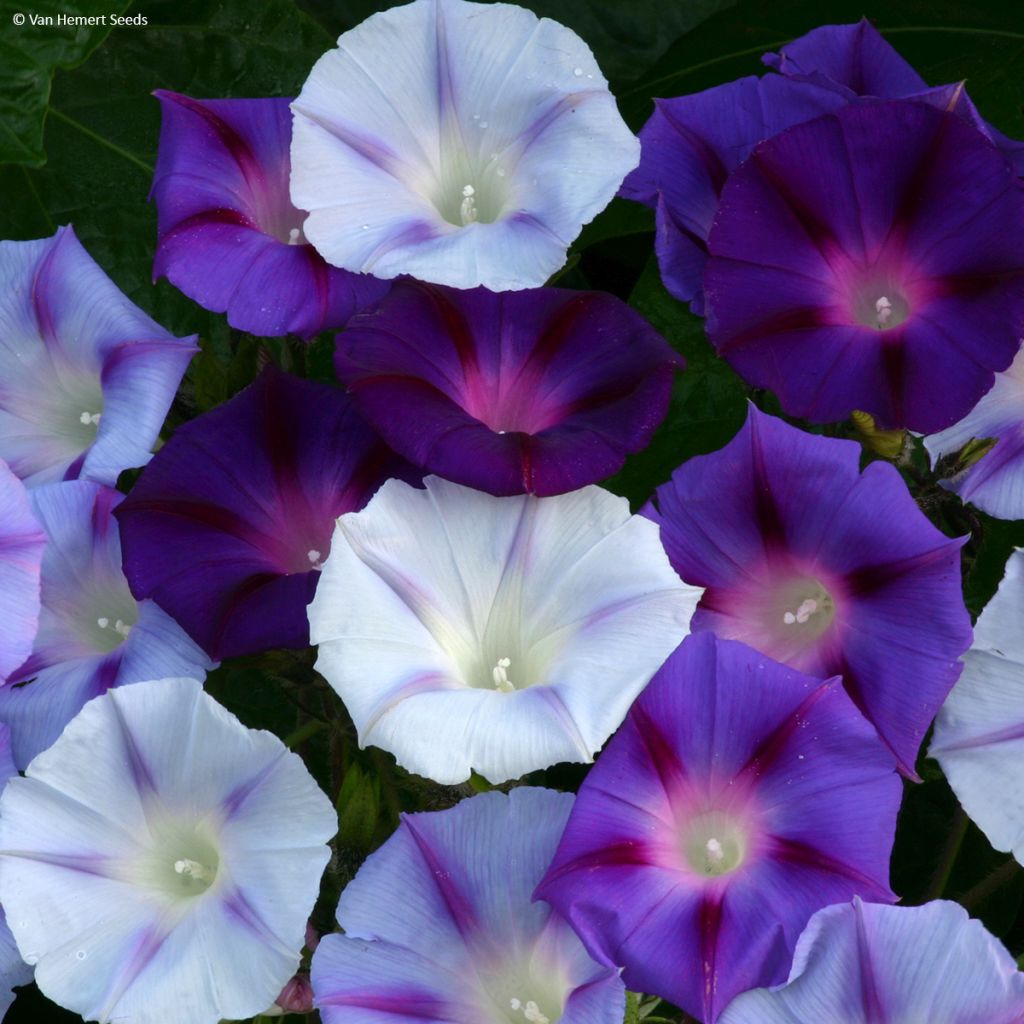 Ipomoea purpurea Hazelwood Blues (zaad) - Klimmende winde