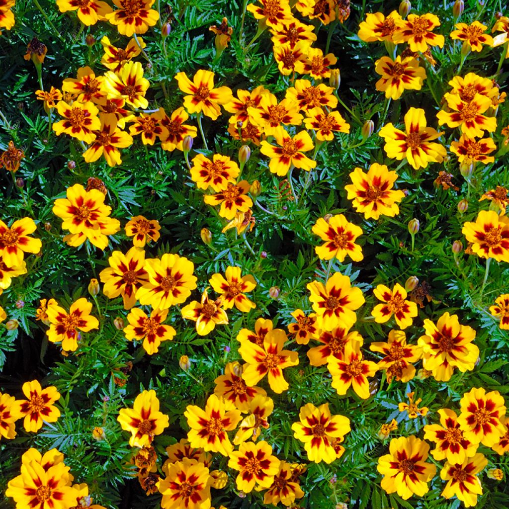 Klein afrikaantje Marietta (zaad) - Tagetes patula