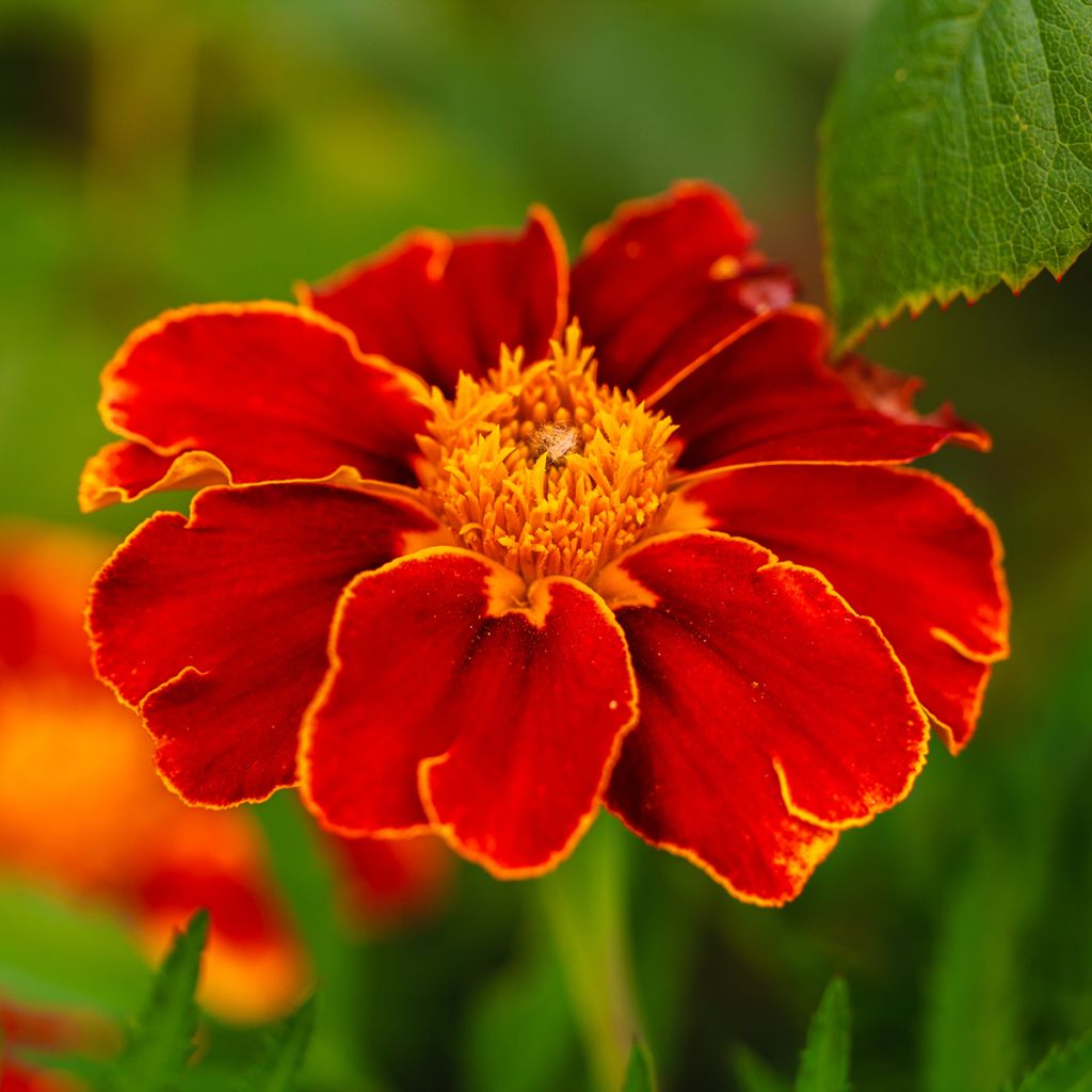 Klein afrikaantje Red Knight (zaad) - Tagetes patula