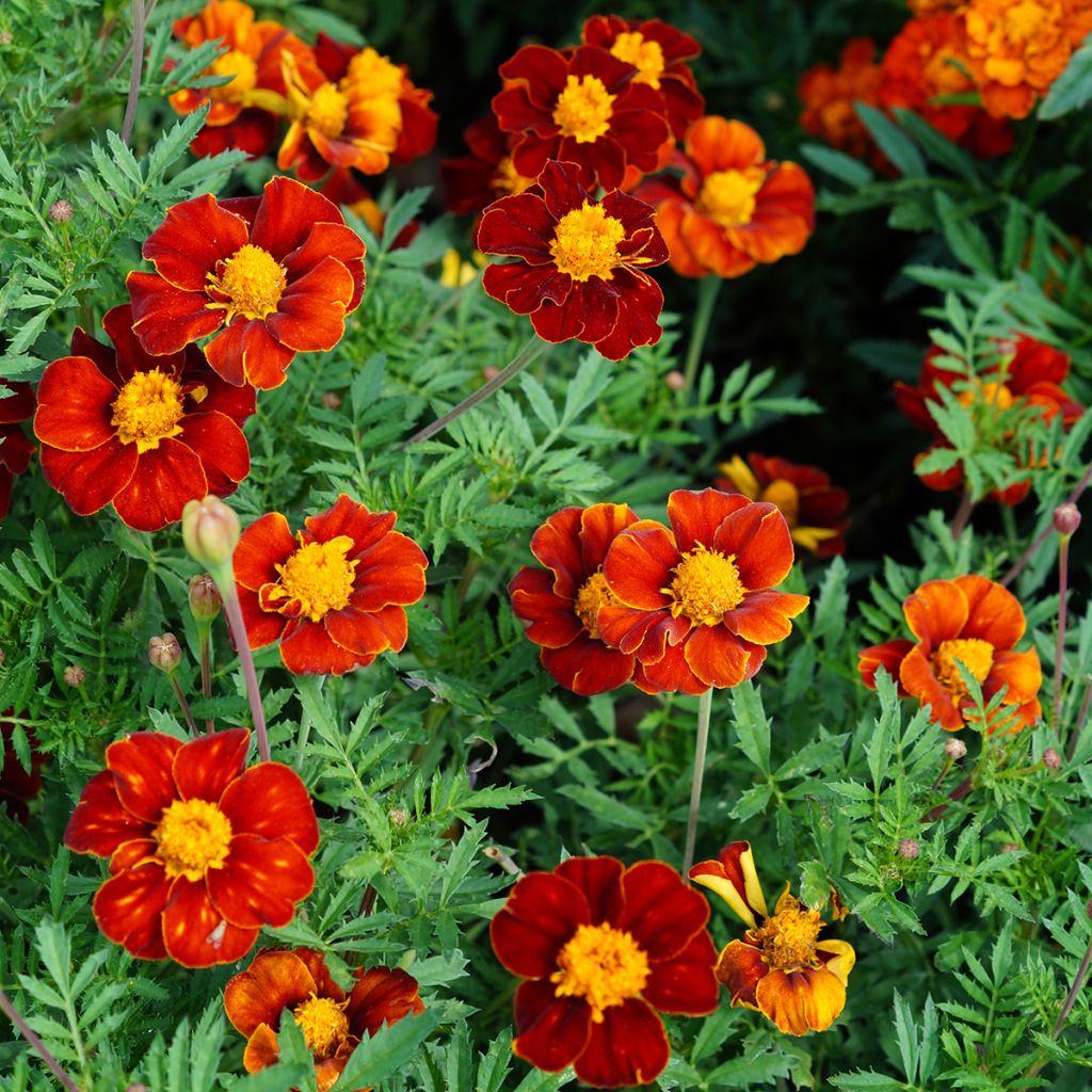 Klein afrikaantje Red Knight (zaad) - Tagetes patula