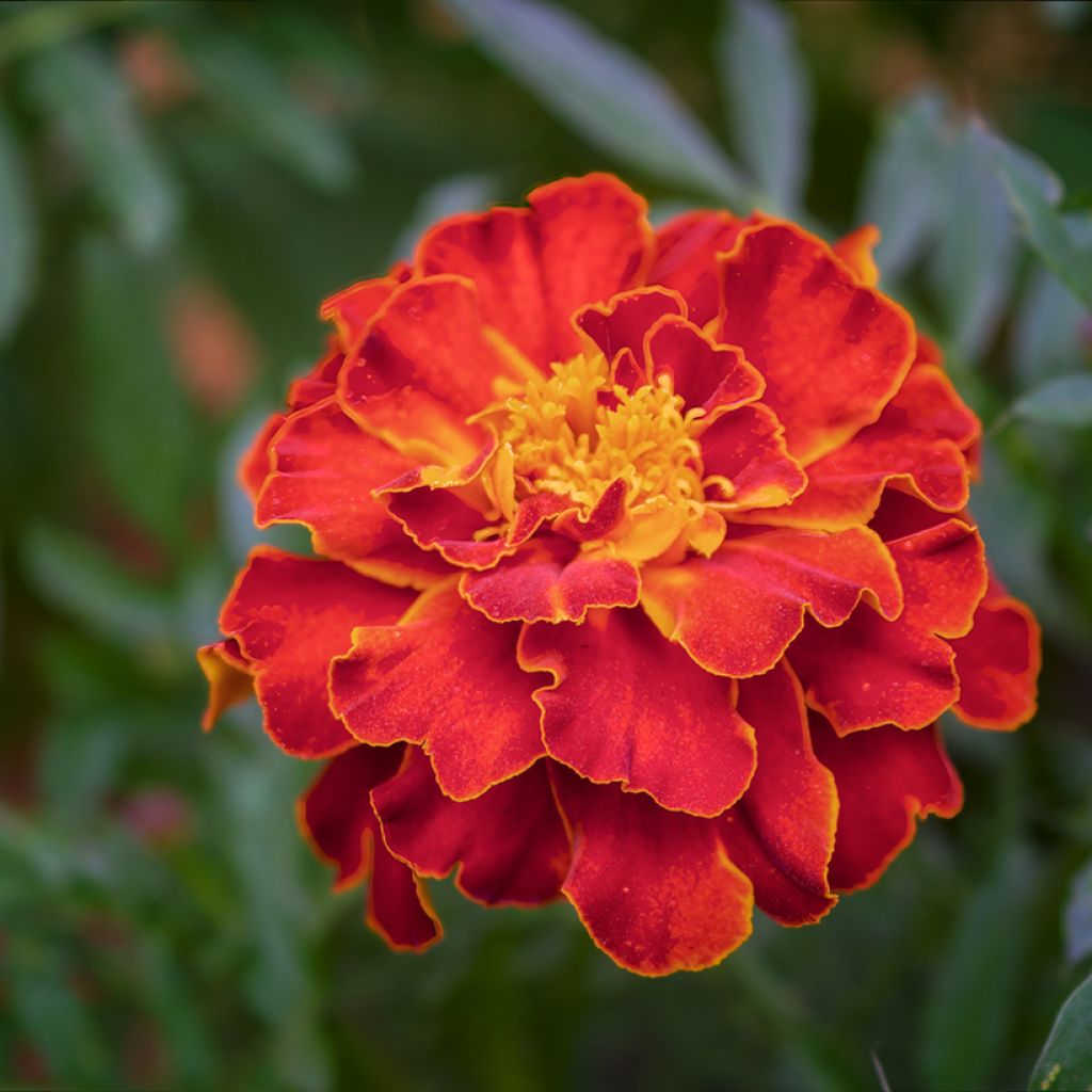 Klein afrikaantje Scarlet Sophie (zaad) - Tagetes patula