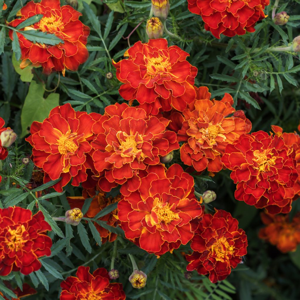 Klein afrikaantje Durango Rood (zaad) - Tagetes patula