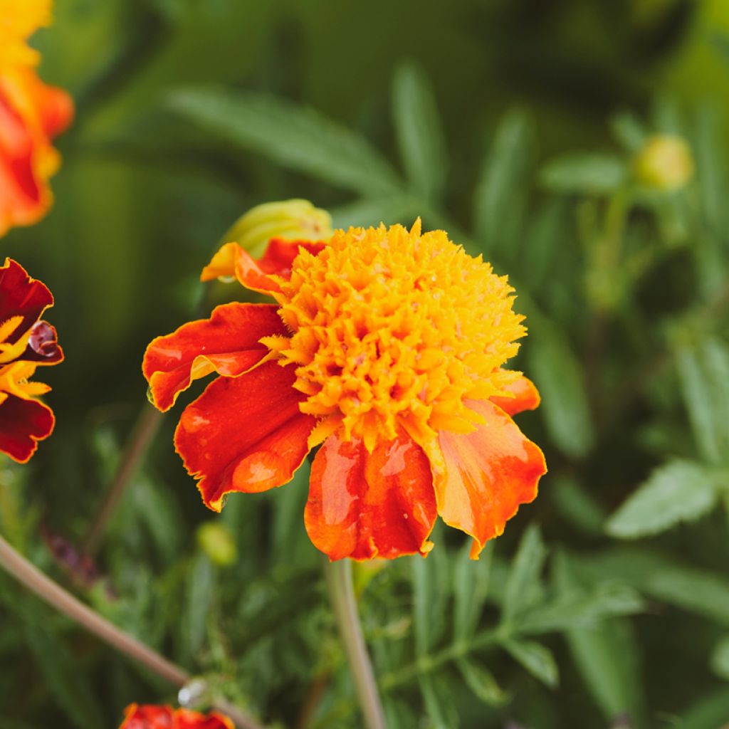 Klein afrikaantje Orange Flame (zaad) - Tagetes patula