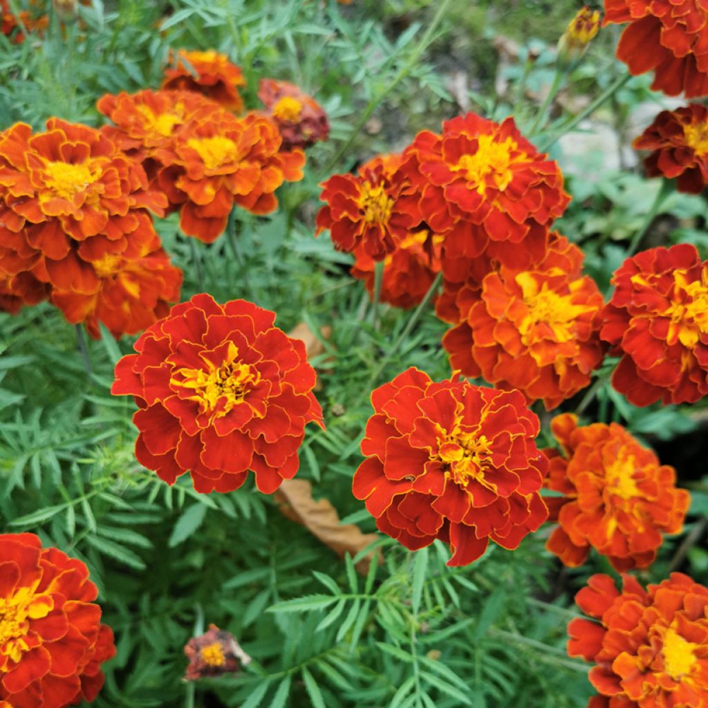 Klein afrikaantje Konstance (zaad) - Tagetes patula
