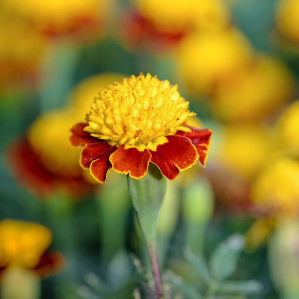 Klein afrikaantje Tiger Eyes (zaad) - Tagetes patula