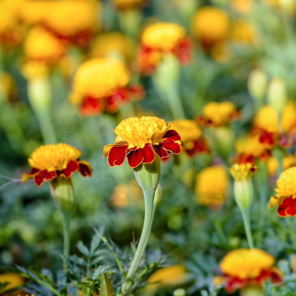 Klein afrikaantje Tiger Eyes (zaad) - Tagetes patula