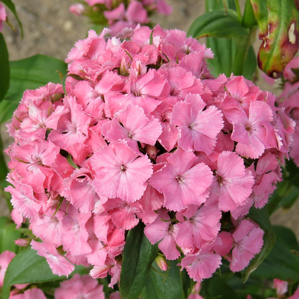 Dianthus barbatus Etournelle Light Salmon (zaad) - Duizendschoon