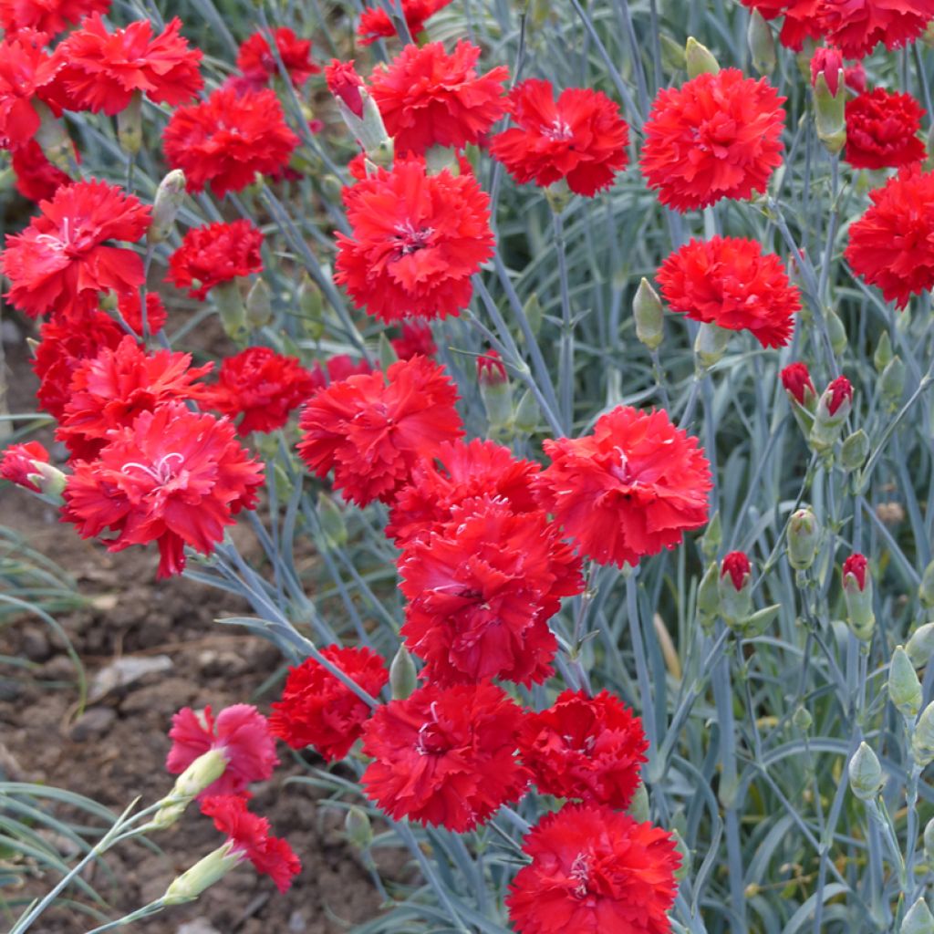 Dianthus caryophyllus Triumph Scarlet (zaad) - Anjer