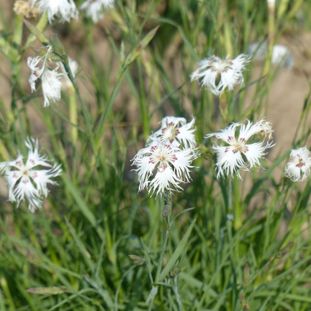 Dianthus arenarius (zaad) - Zandanjelier