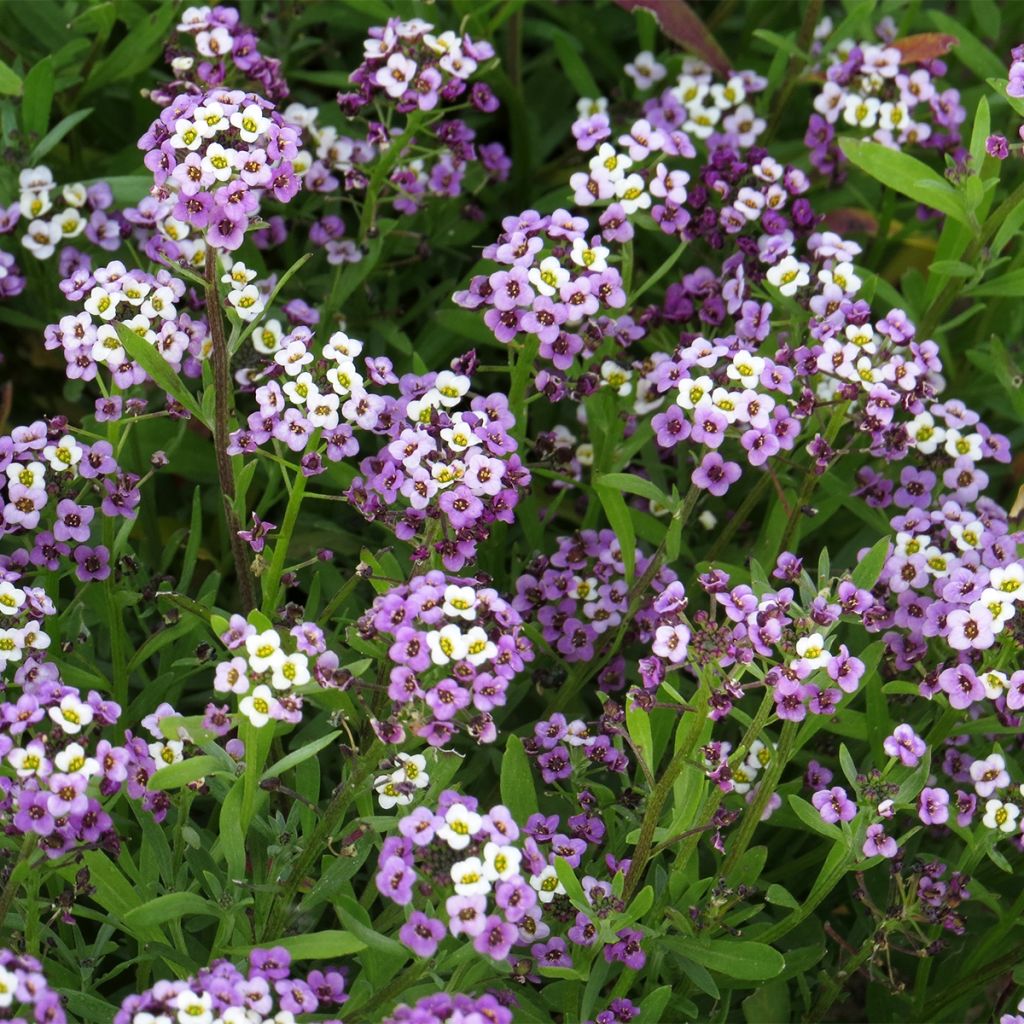 Lobularia maritima Royal Carpet (zaad) - Zilverschildzaad