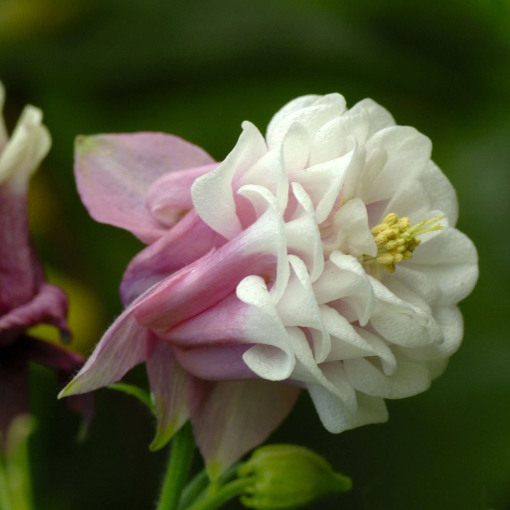 Akelei Pink Petticoat (zaad) - Aquilegia vulgaris