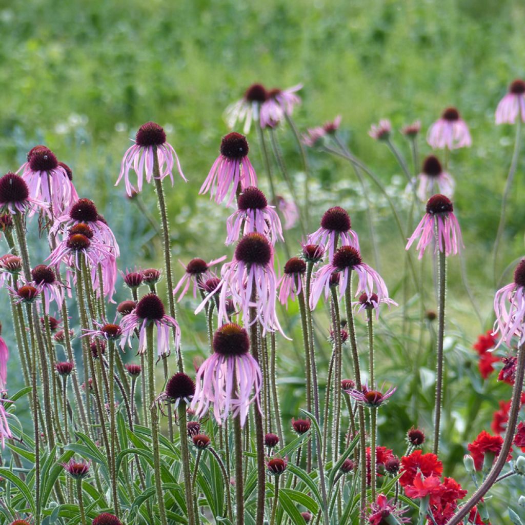 Echinacea pallida (zaad) - Zonnehoed