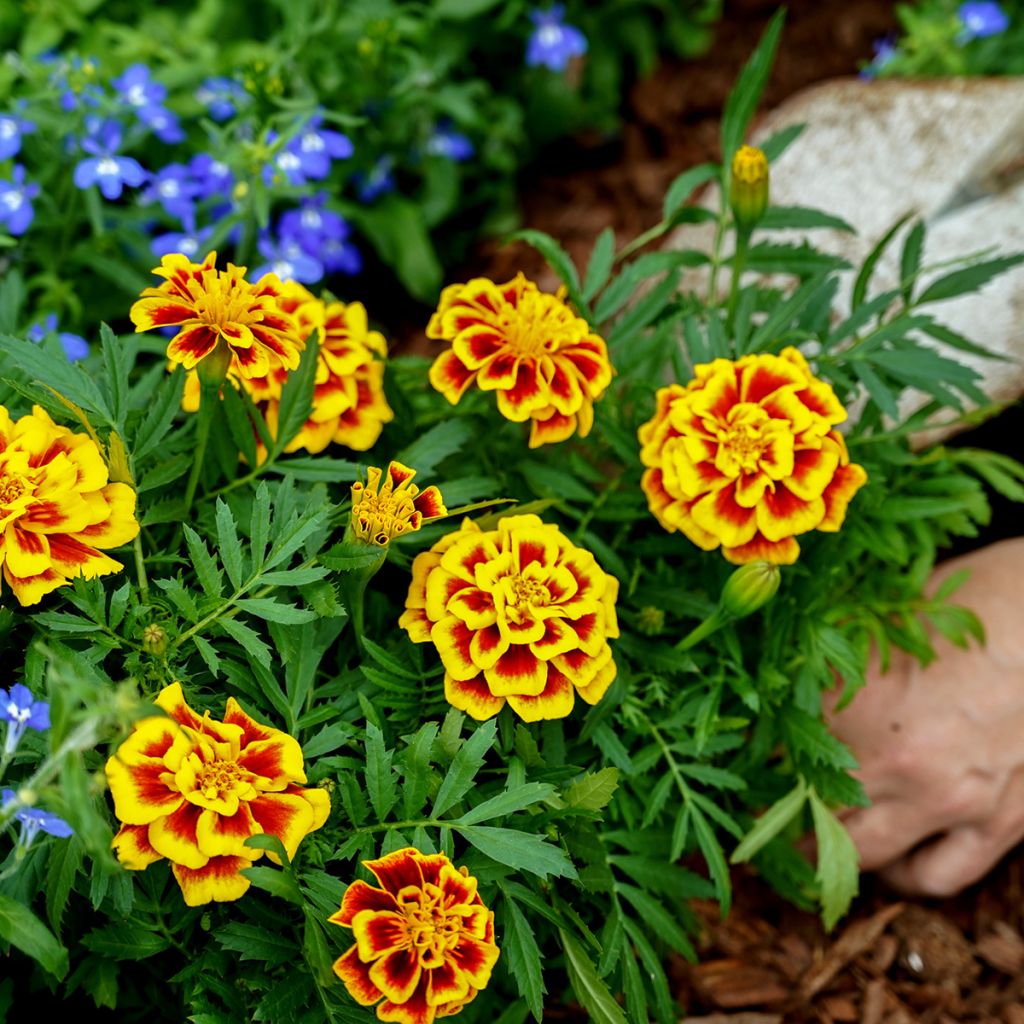 Klein afrikaantje Mango Tango (zaad) - Tagetes patula