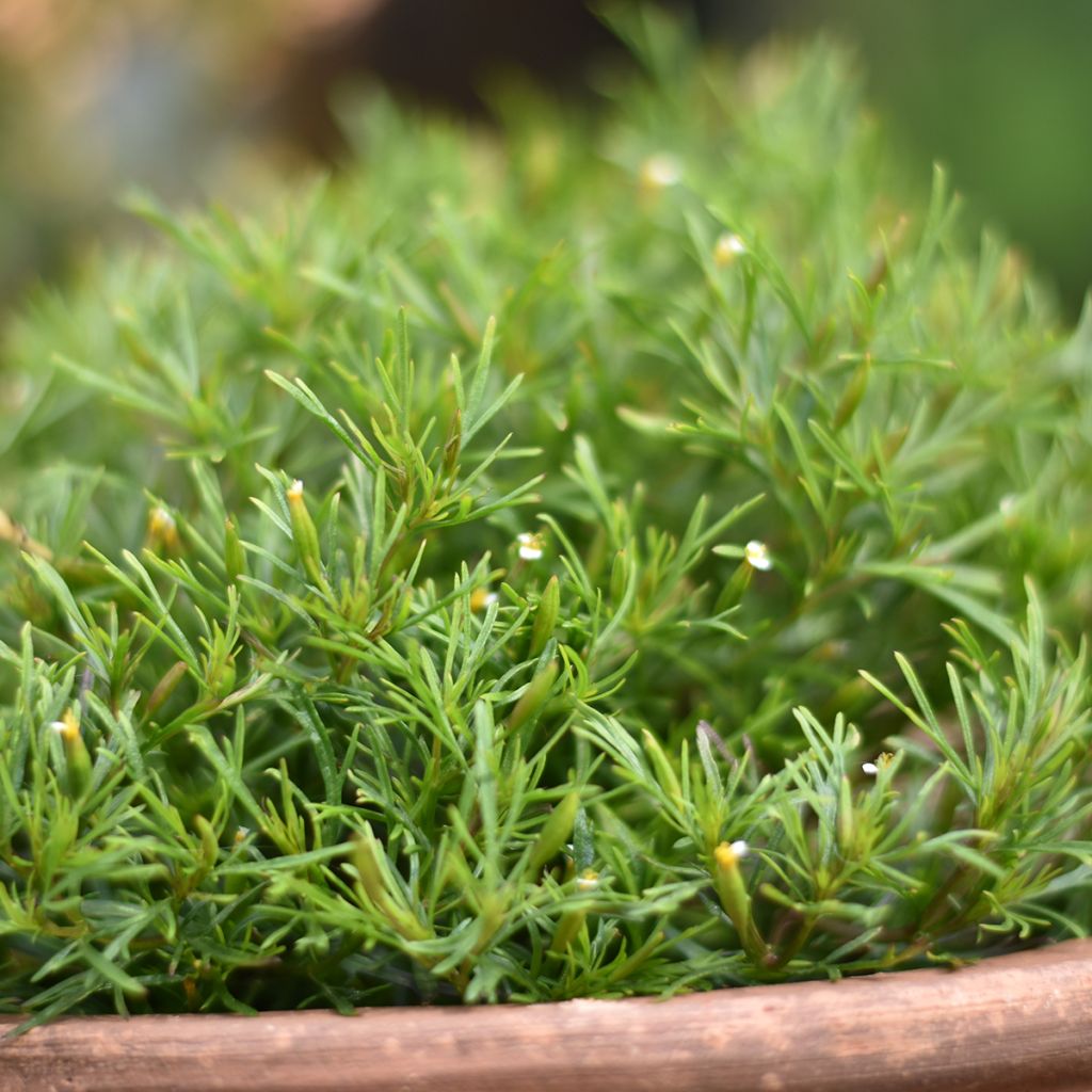 Snoepblad Dropshot - Tagetes filifolia