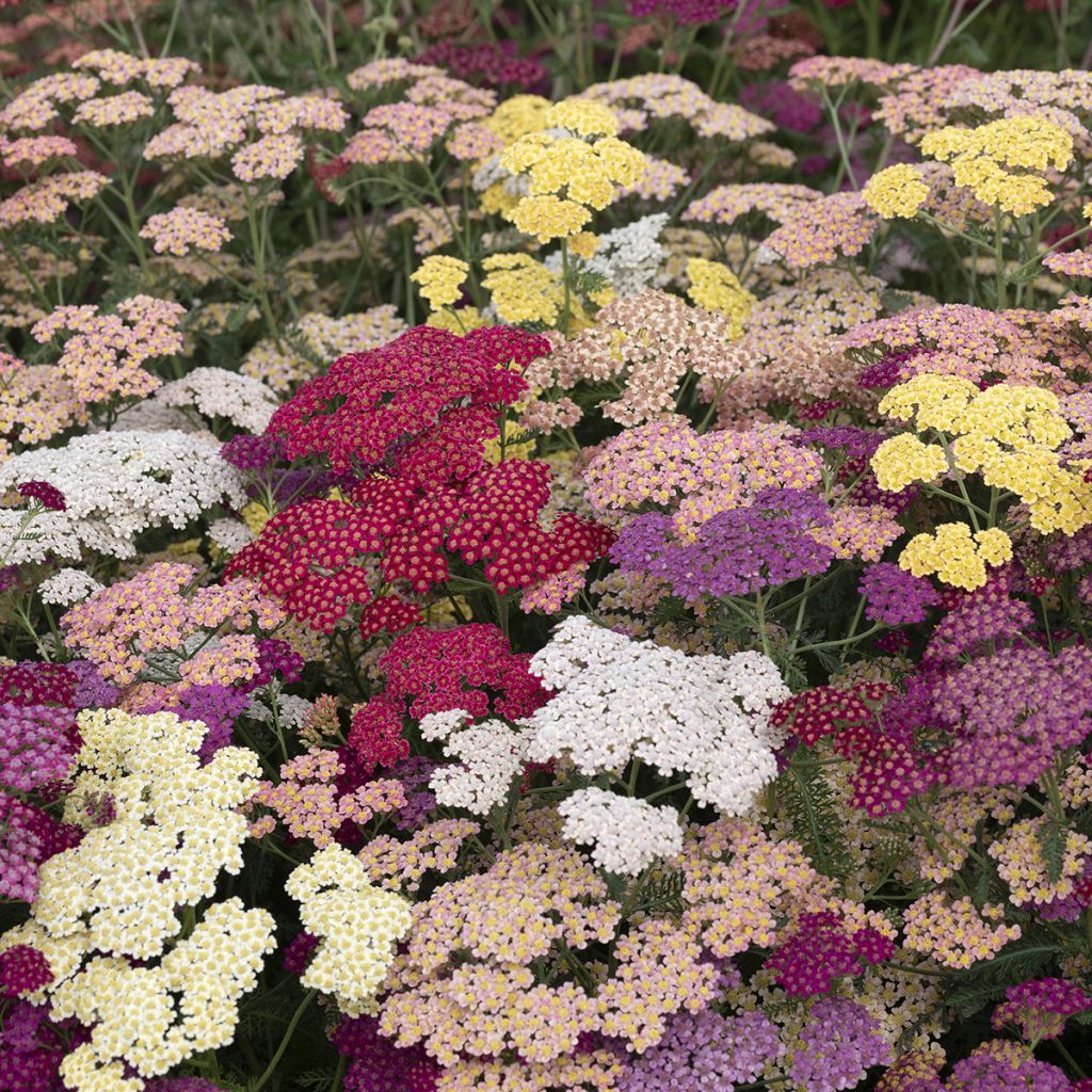 Achillea millefolium Flowerburst Fruitbowl (zaad) - Duizendblad