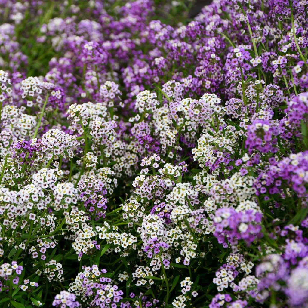 Lobularia maritima Wandering Mix (zaad) - Zilverschildzaad