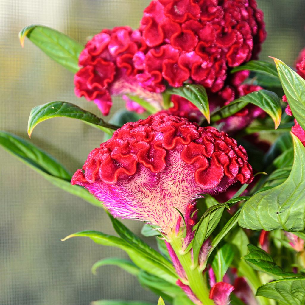 Hanekam Red Velvet (zaad) - Celosia argentea cristata