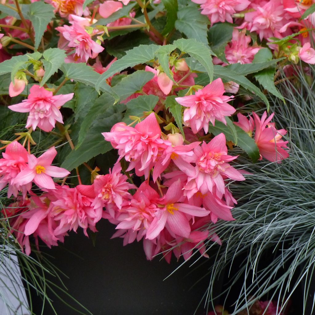 Begonia Funky Light Pink F1 (zaad) - Hangbegonia