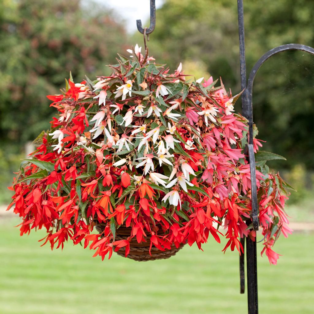 Begonia boliviensis Bossa Nova Mix (gecoate zaden) - Hangbegonia