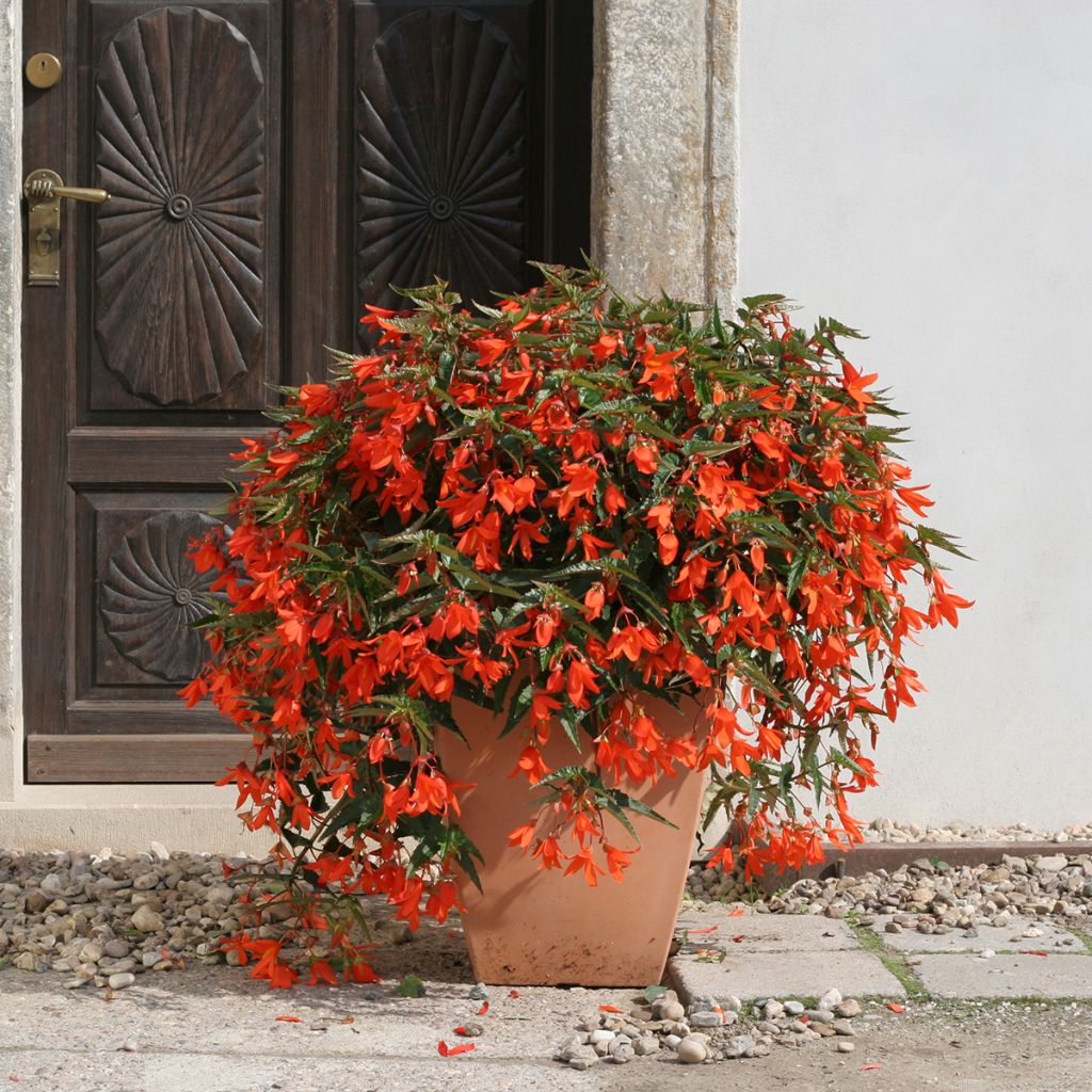 Begonia boliviensis Copacabana F1 Orange (gecoate zaden) - Hangbegonia